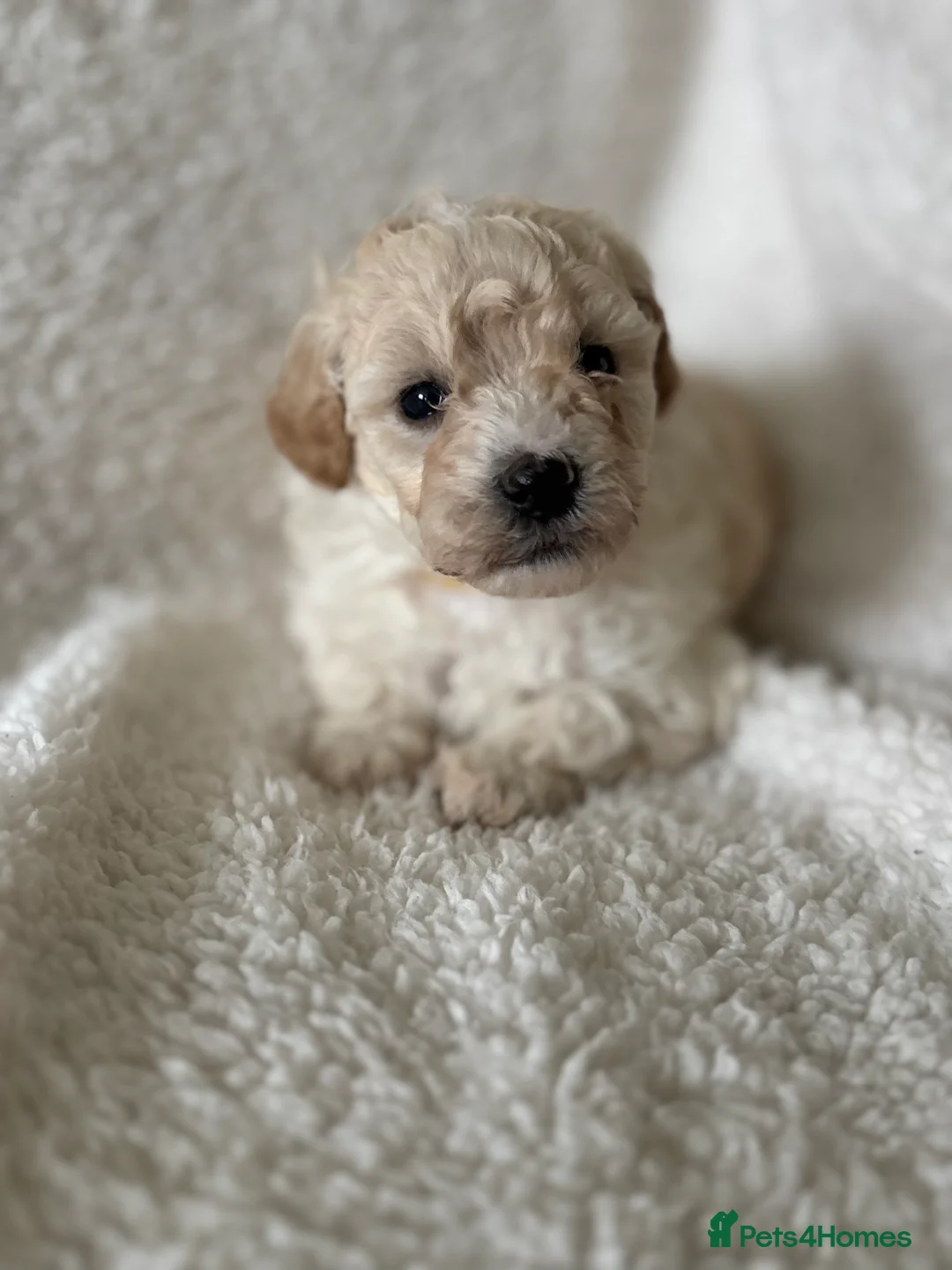 Poochon dogs for sale: One boy remaining - Advert 29