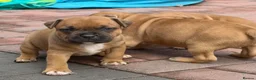 Staffordshire Bull Terrier dogs for stud: 🥨 Crufts Qualified Red SBT Stud 🥨 - Advert 14