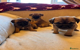 Border Terrier dogs for sale: Border terrier puppies for sale  - Image 8
