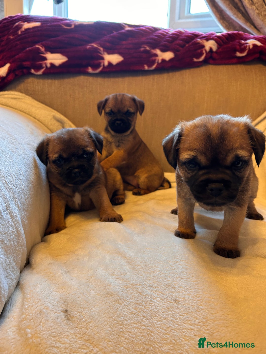 Border Terrier dogs for sale: Border terrier puppies for sale  - Image 8