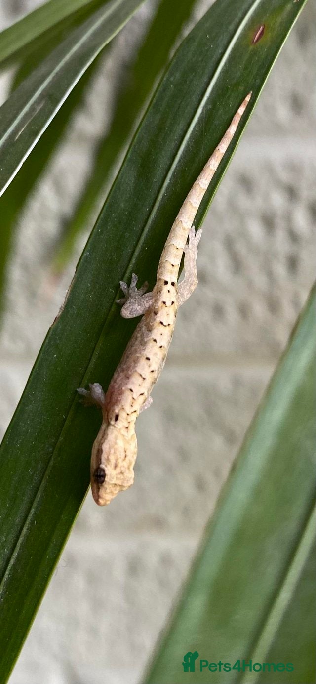 Gecko reptiles 6 x Mourning Geckos  - Advert 2