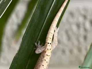 Gecko reptiles 6 x Mourning Geckos - Advert 2