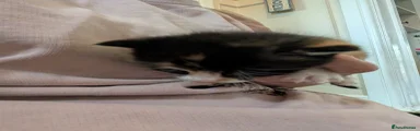 Mixed Breed Kitten 4