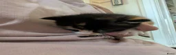 Mixed Breed cats for sale: Adorable, social kittens  - Advert 7