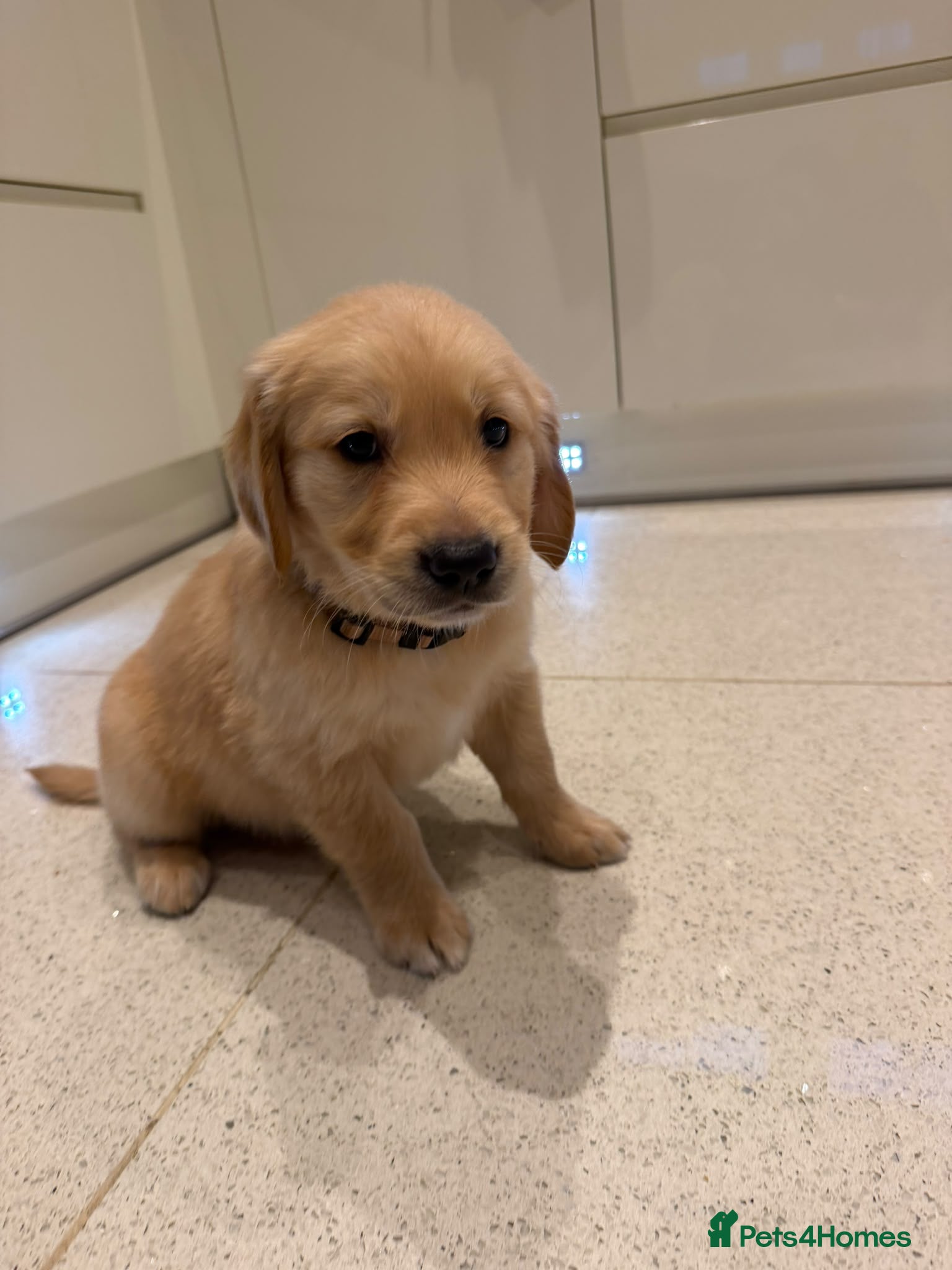 Golden Retriever dogs for sale: Beautiful golden retriever puppies - Advert 2