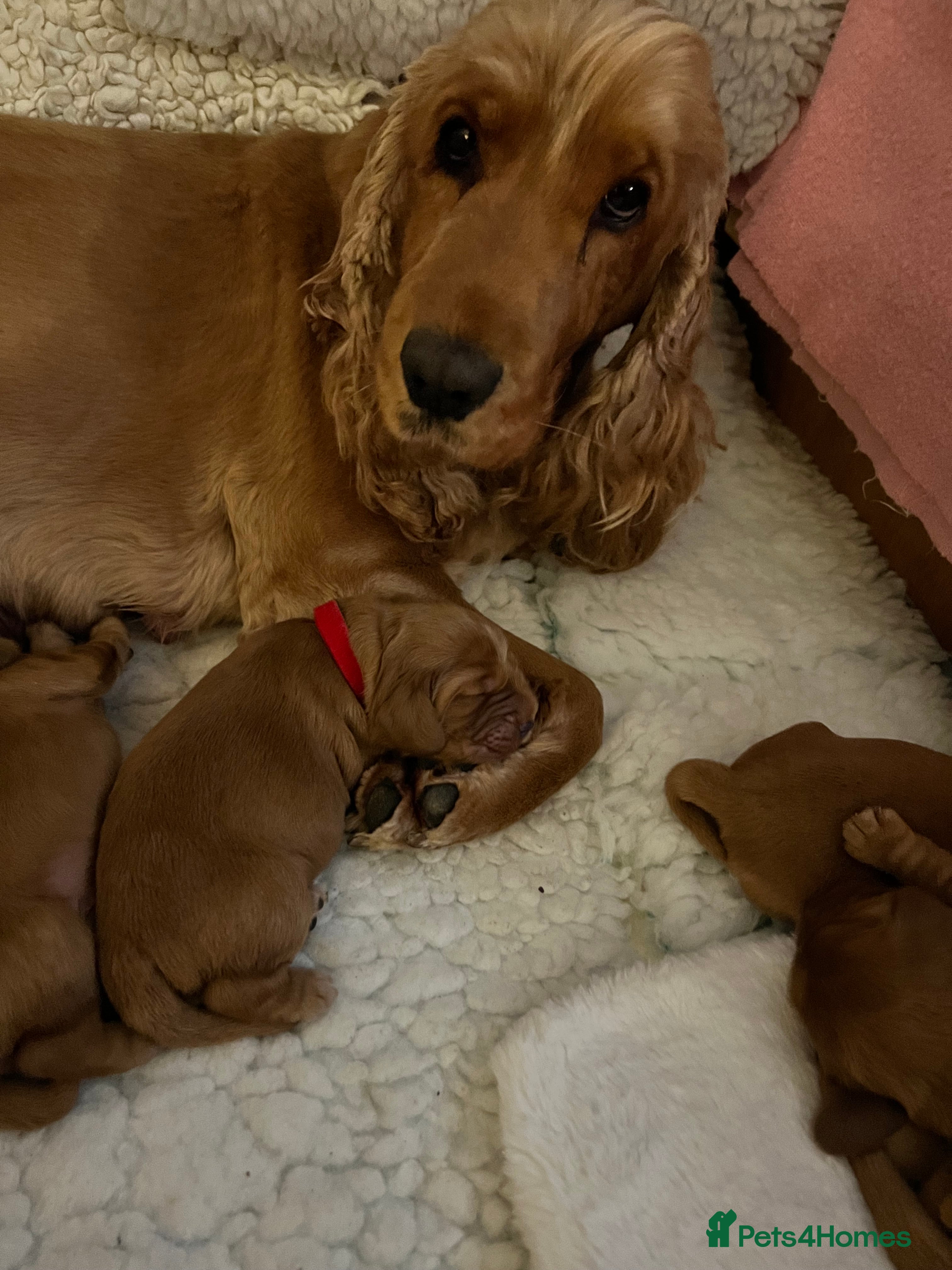 Cocker Spaniel dogs Show type cocker spaniels  - Advert 5