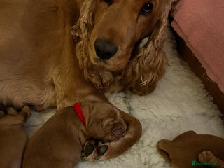 Cocker Spaniel dogs Show type cocker spaniels - Advert 2