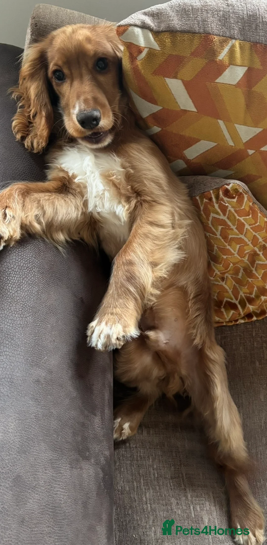 Cocker Spaniel dogs for sale: Show cocker spaniel. Male  - Advert 2