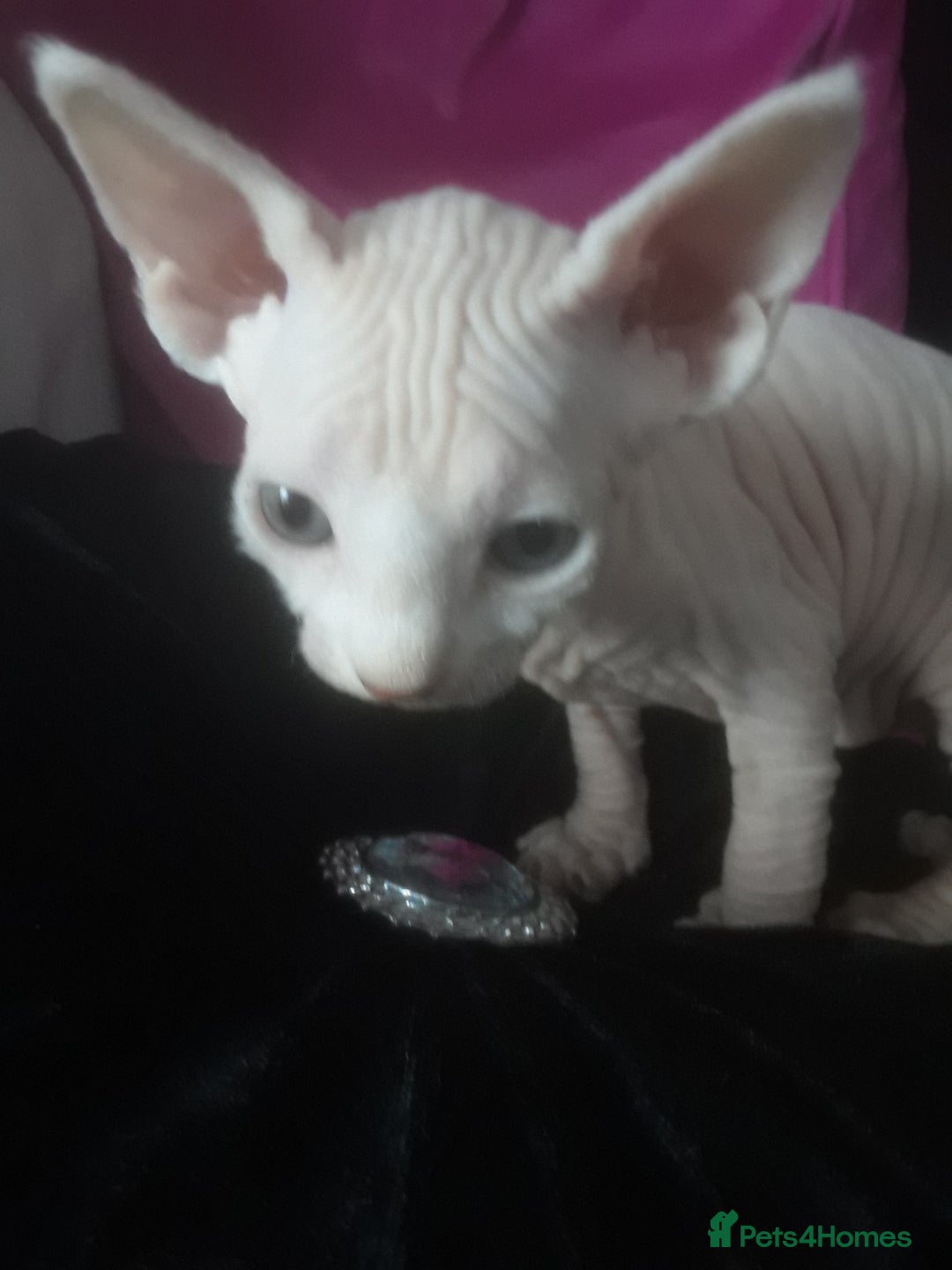 Sphynx cats for sale: Shuga Candi - Image 9