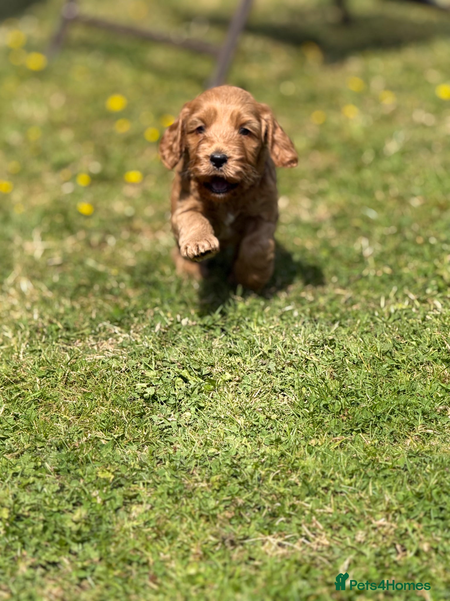 Cockapoo dogs F1 show line cockapoo puppies - Advert 7