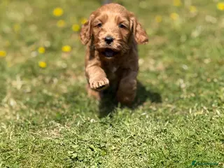Cockapoo dogs F1 show line cockapoo puppies - Advert 7
