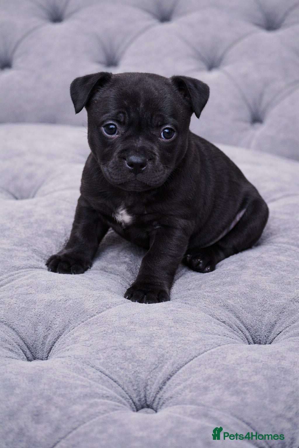 Staffordshire Bull Terrier dogs VALGO PUPS AVAILABLE 💯🔥 - Advert 6