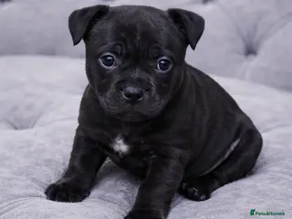 Staffordshire Bull Terrier dogs VALGO PUPS AVAILABLE 💯🔥 - Advert 6