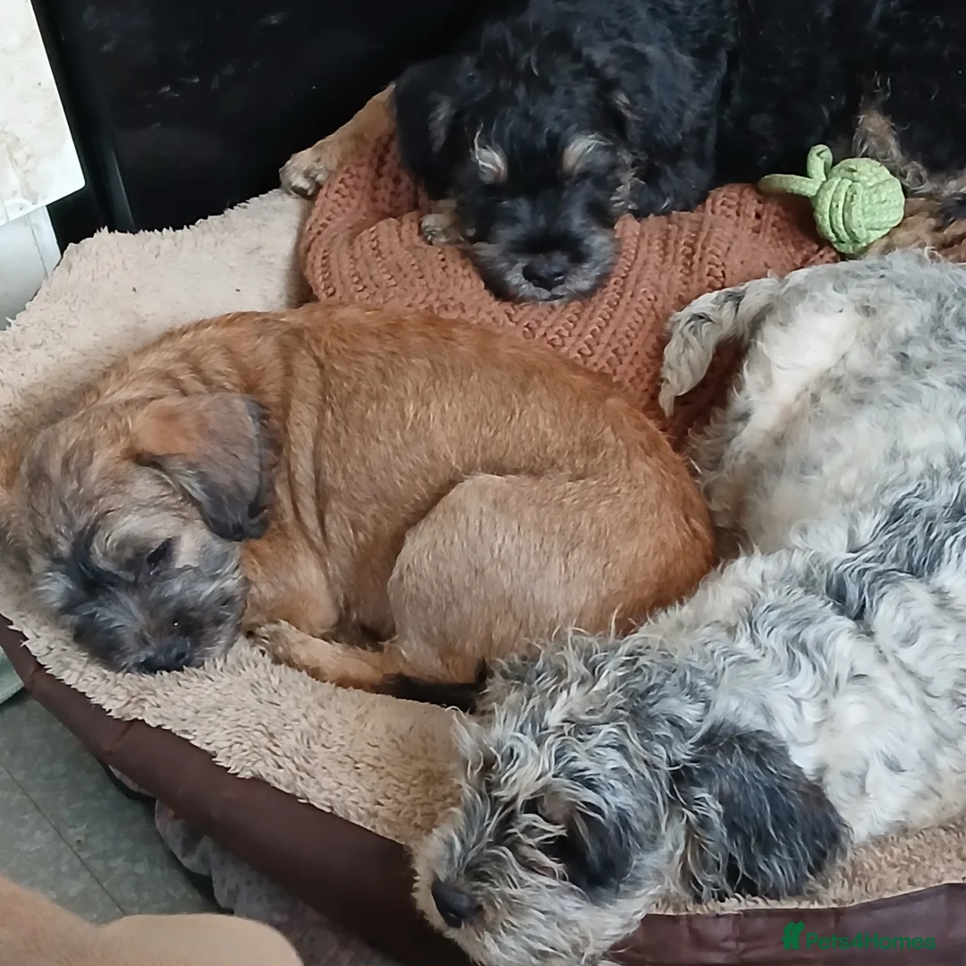 Mixed Breed dogs for sale: FRENCHIE POOS in Durham - Advert 2
