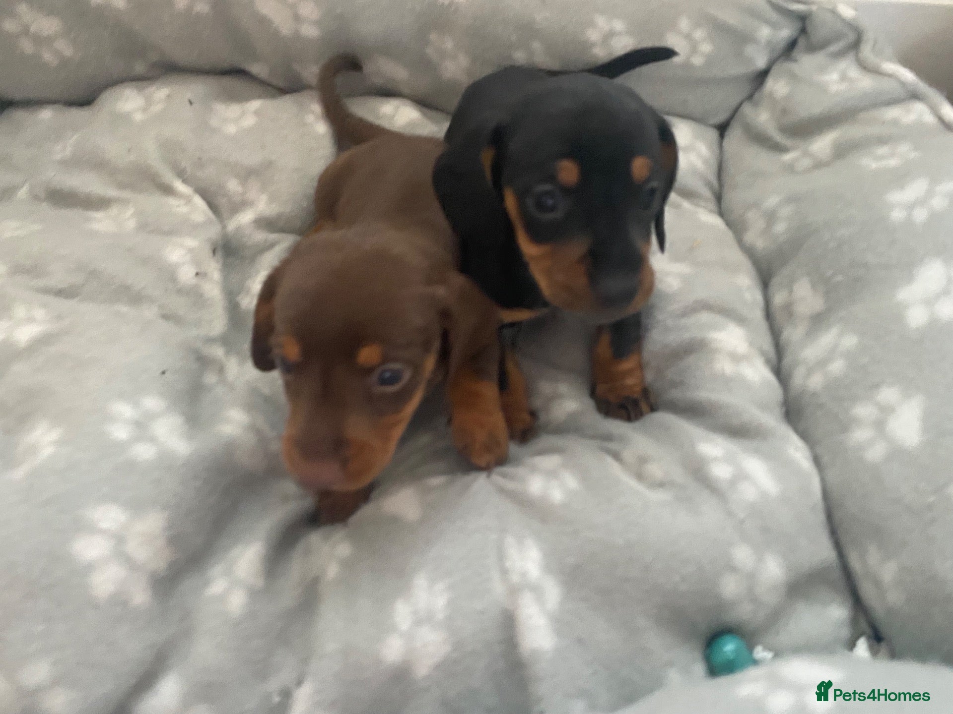 Dachshund dogs Beautiful dachshund puppies - Advert 1