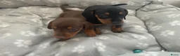 Dachshund dogs for sale: Beautiful dachshund puppies - Advert 1