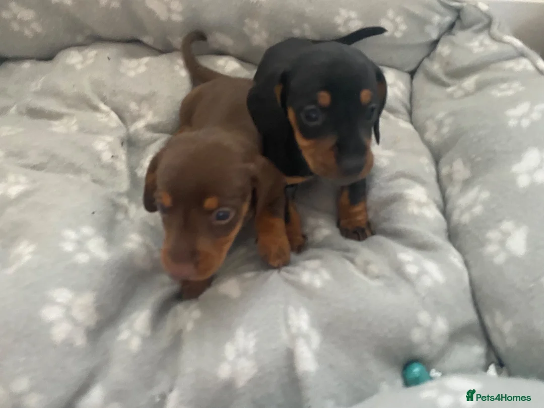 Dachshund dogs for sale: Beautiful dachshund puppies - Advert 1