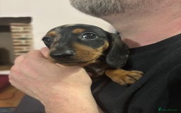 Miniature Dachshund dogs for sale: Stunning Miniature Dachsund pups available  - Image 5