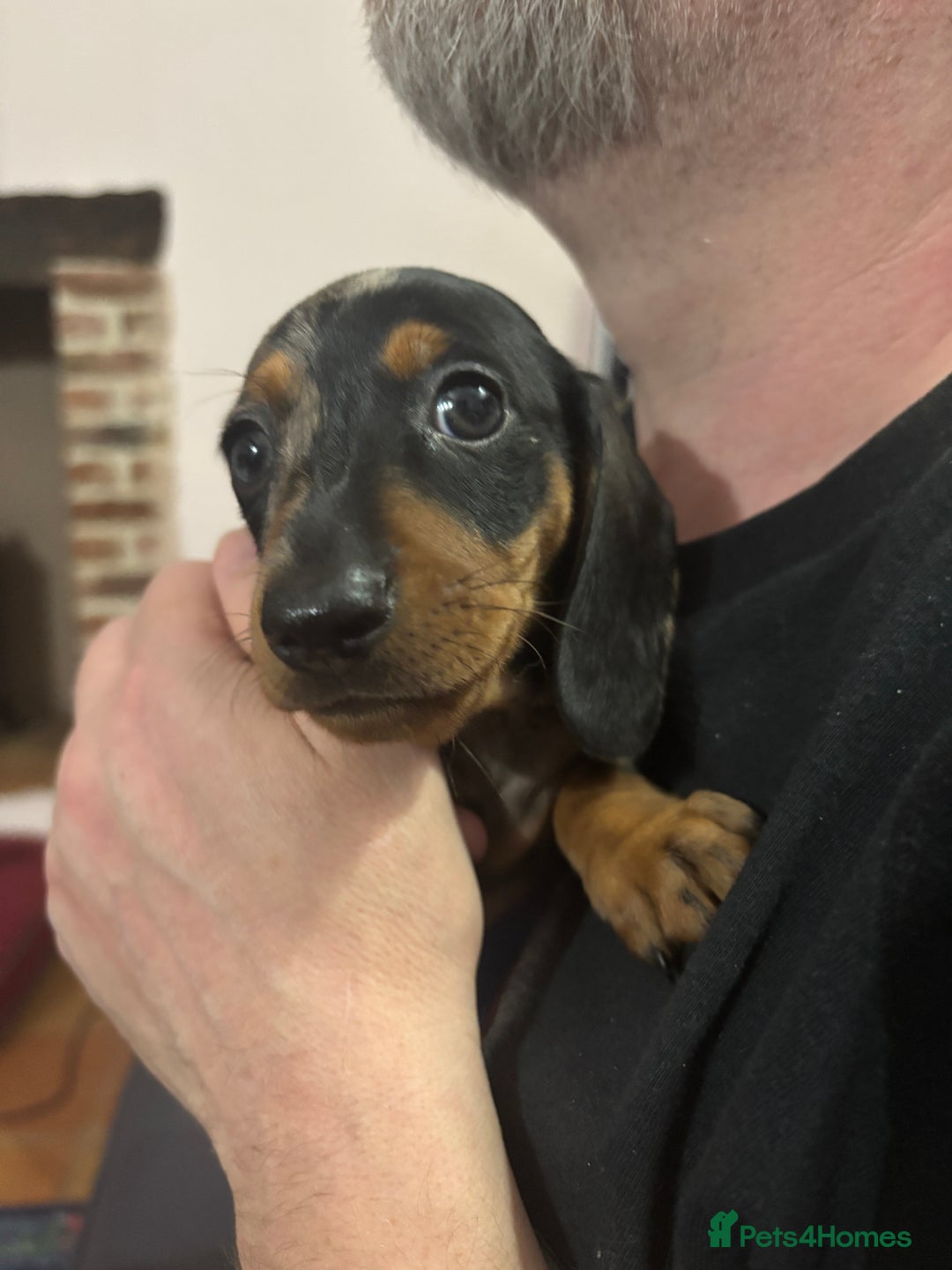Miniature Dachshund dogs for sale: Stunning Miniature Dachsund pups available  - Image 5