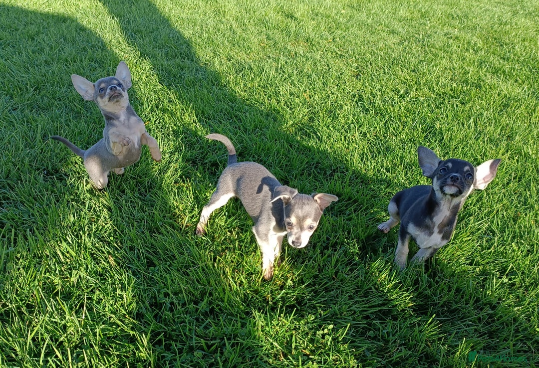 Mixed Breed dogs for sale: Stunning unique 3/4 Chihuahua x Italian greyhound  - Image 13