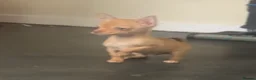 Chihuahua dogs for sale: Last chihuahua puppy REDUCED  - Advert 26