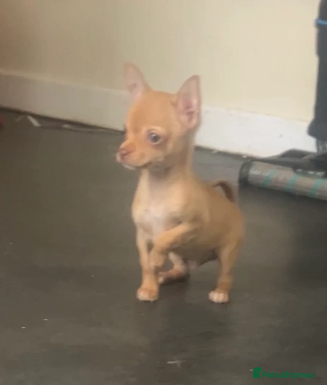 Chihuahua dogs for sale: Last chihuahua puppy REDUCED  - Advert 26