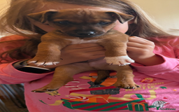 Jack Russell dogs for sale: Gorgeous Jack Russell Puppies - Image 33