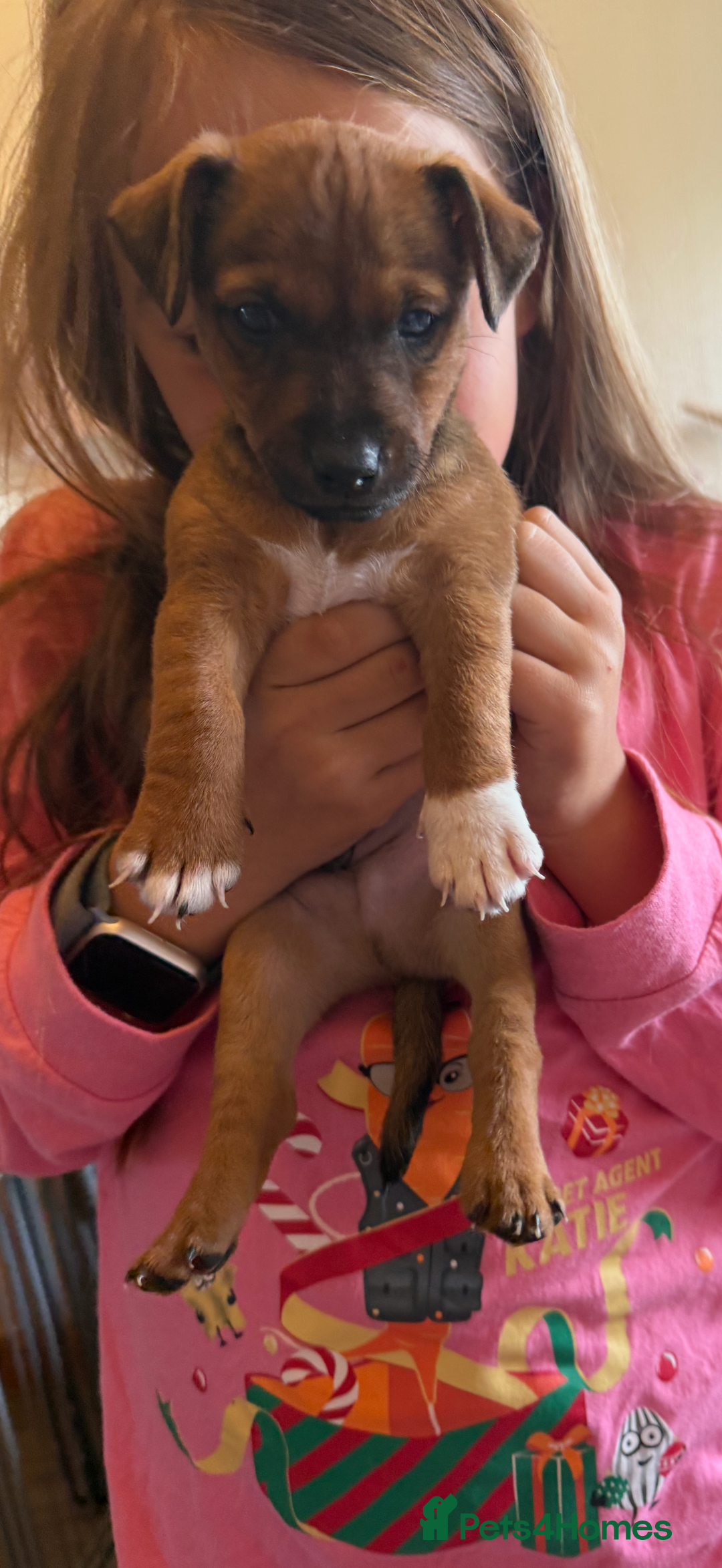 Jack Russell dogs for sale: Gorgeous Jack Russell Puppies - Image 33