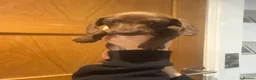 Miniature Dachshund dogs for sale: miniature Dachshund ready in 1 week…  - Advert 8