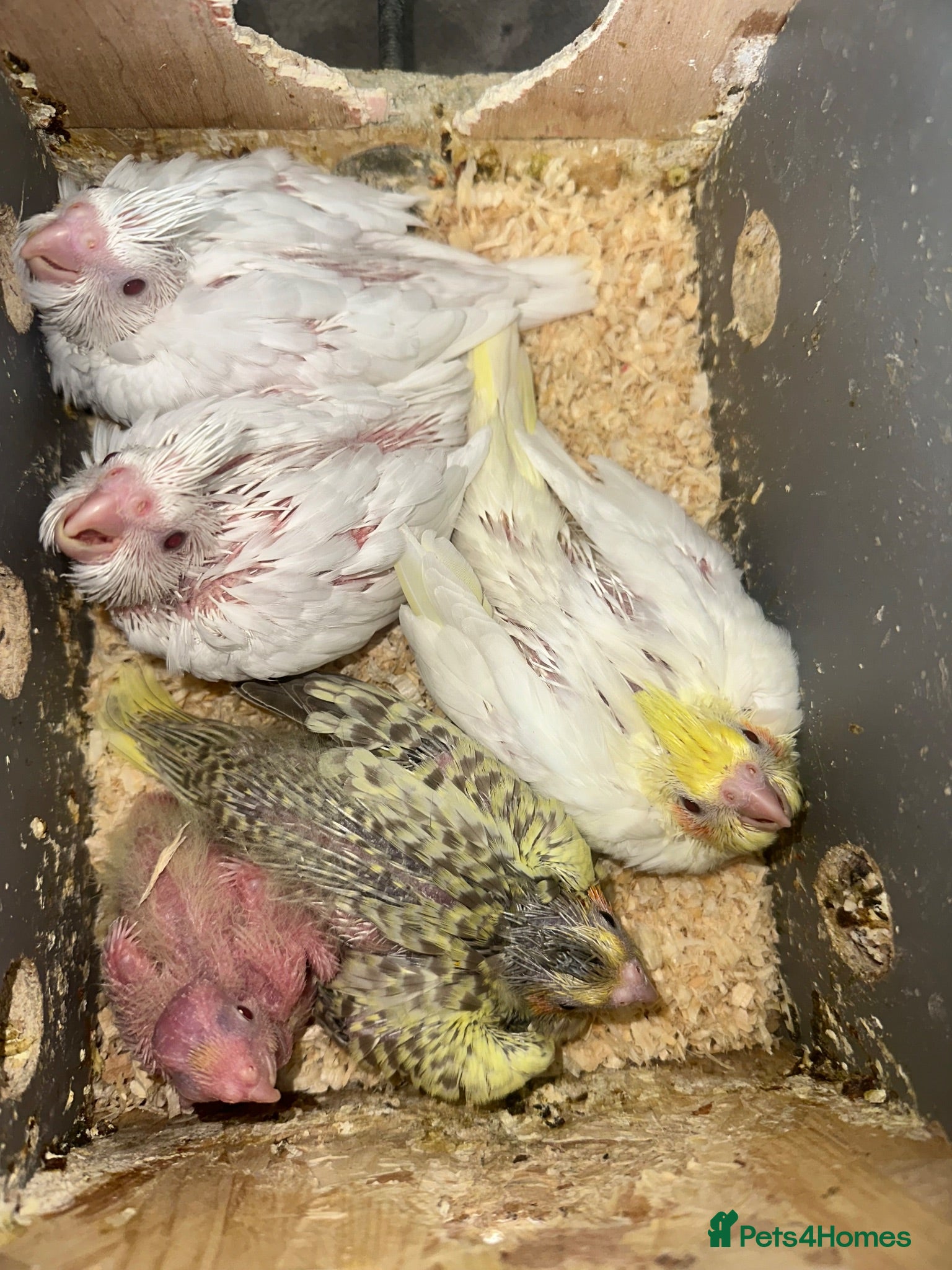 Cockatiels birds 5 Beautiful Chicks – Albino, Lutino & More 🦜 - Advert 1