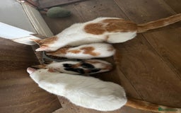Mixed Breed cats for sale: Mixed litter  - Image 21