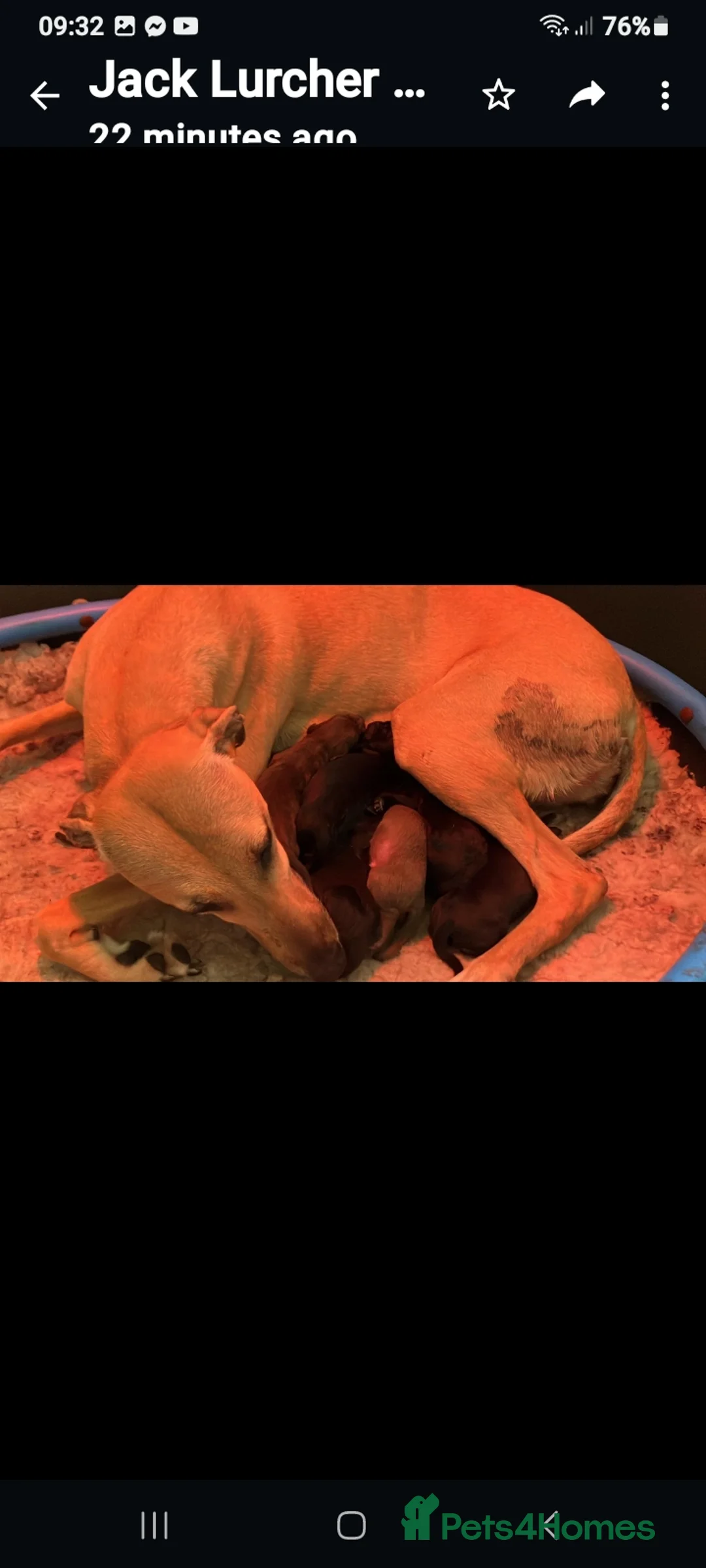 Bedlington Terrier dogs for stud: Blue.  Bedlington terrier for stud  CT Clear   in Chesterfield - Advert 21