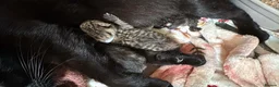 Mixed Breed cats for sale: adorable female kitten  - Advert 3