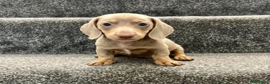 Miniature Dachshund Puppy 6