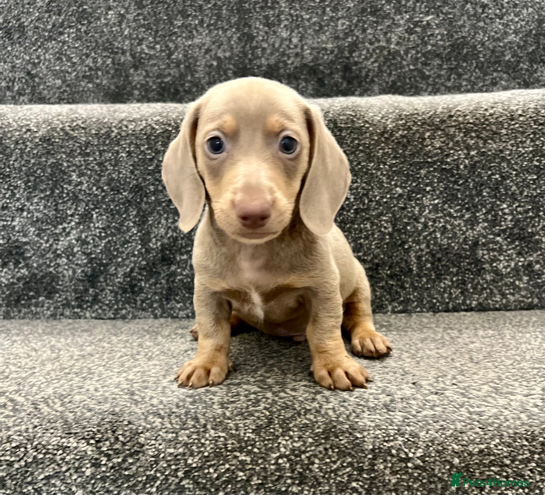 Miniature Dachshund dogs for sale: Miniature dachshund pups - Image 13