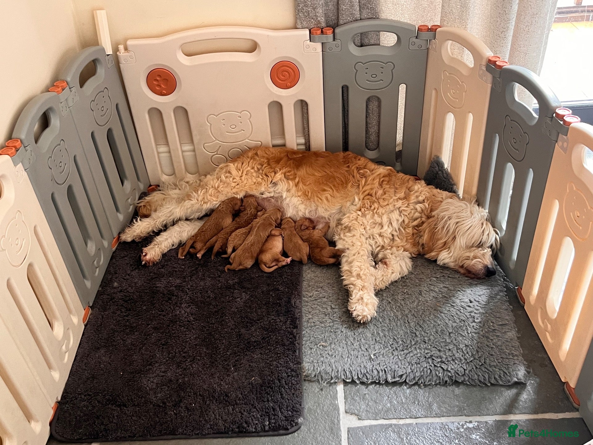 Goldendoodle dogs GoldenDoodle F1b  - Advert 1