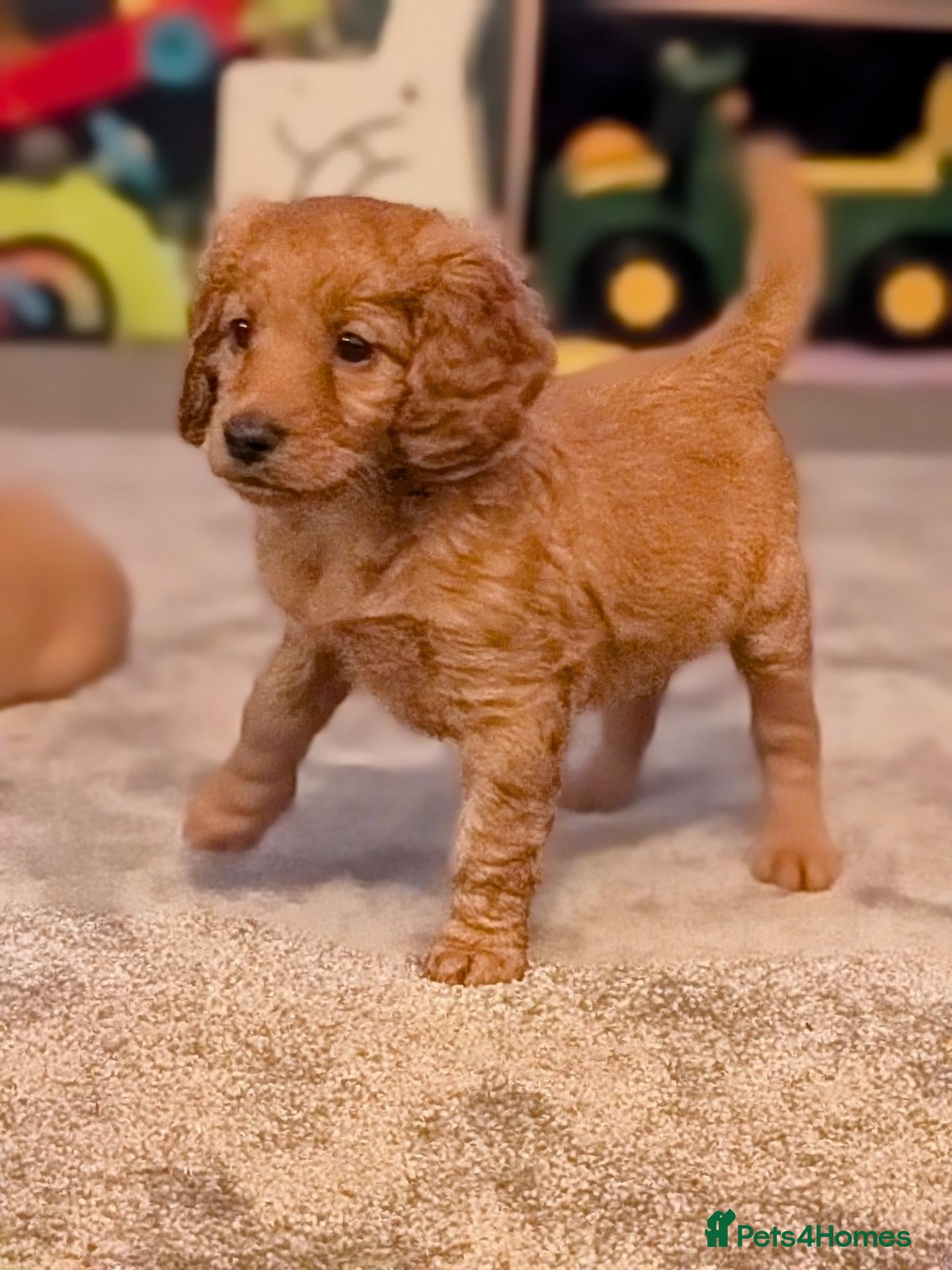 Labradoodle dogs Stunning F2 labradoodles  - Advert 3