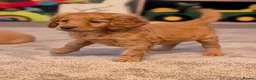 Labradoodle dogs for sale: Stunning F2 labradoodles  in Ebbw Vale - Advert 1