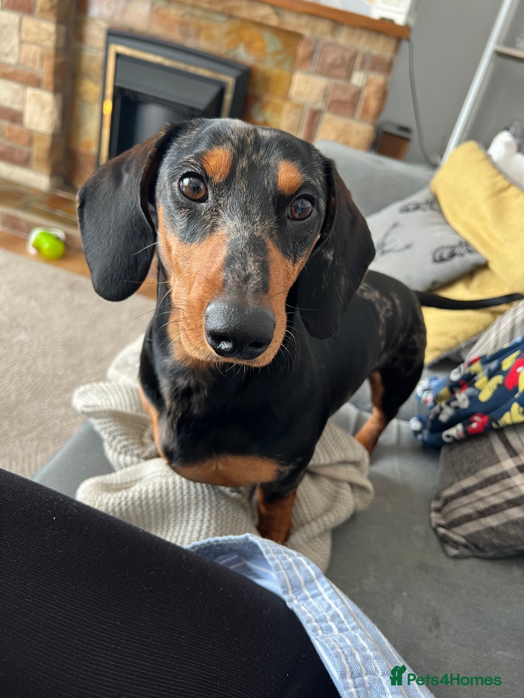 Dachshund dogs for stud: Dapple Dachshund STUD 3 years old - Advert 2