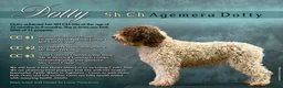 Spanish Water Dog dogs for sale: Spanish water dog  - Advert 12