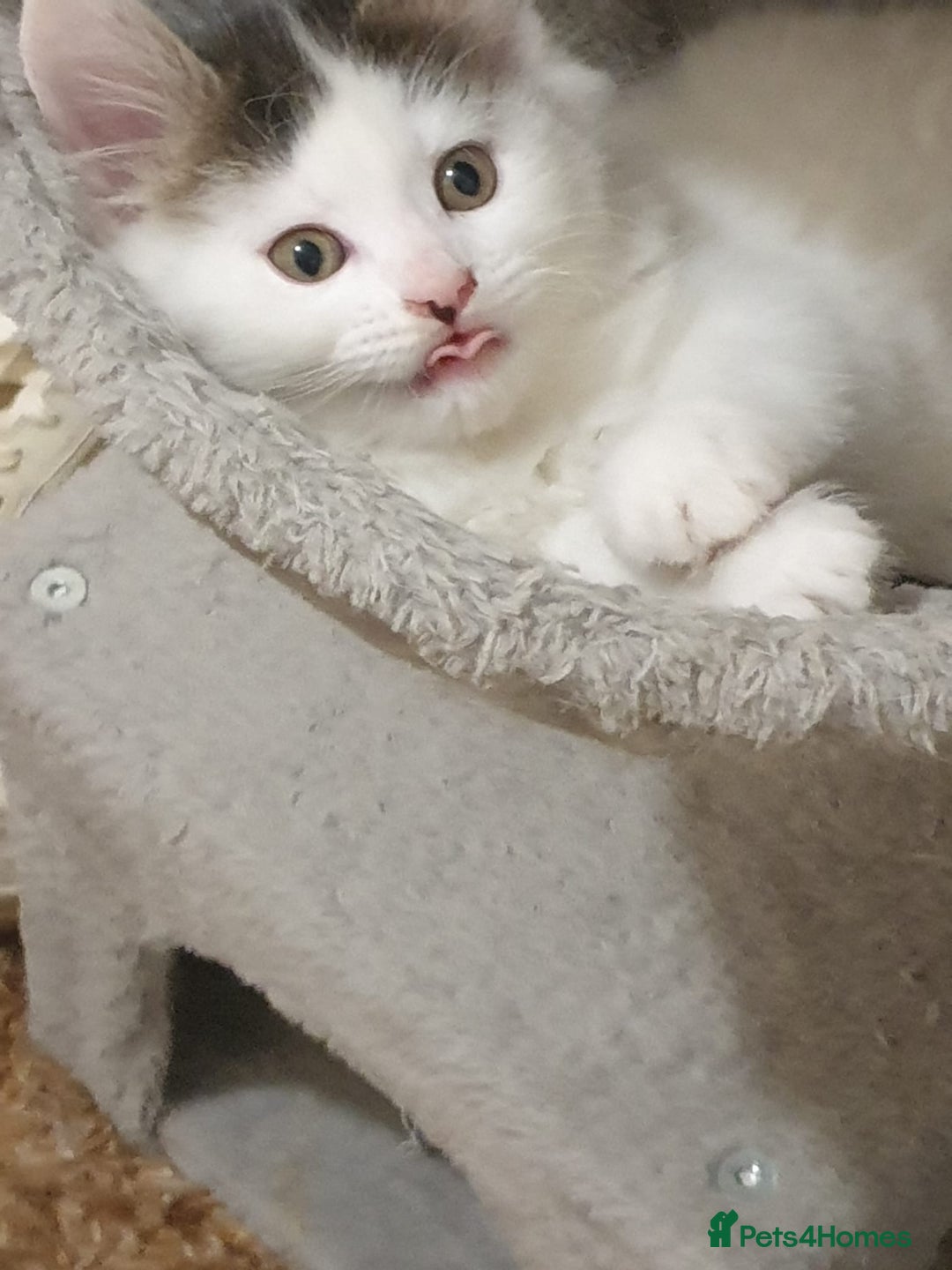 Mixed Breed cats for sale: Cute little boy  - Advert 16