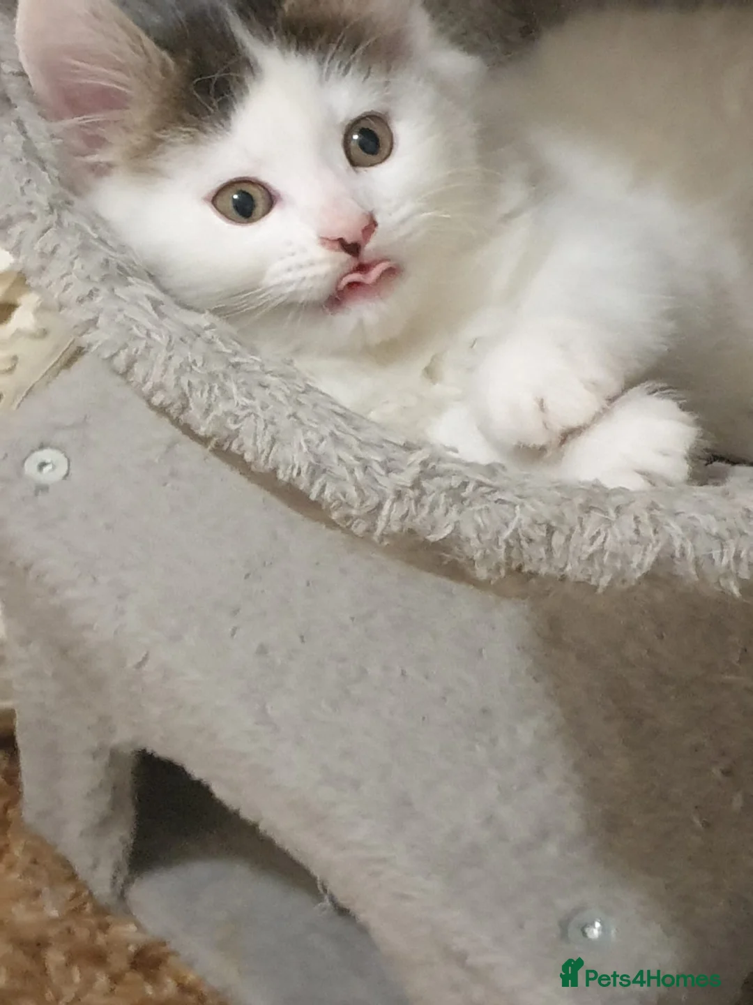 Mixed Breed cats for sale: Cute little boy  - Advert 16