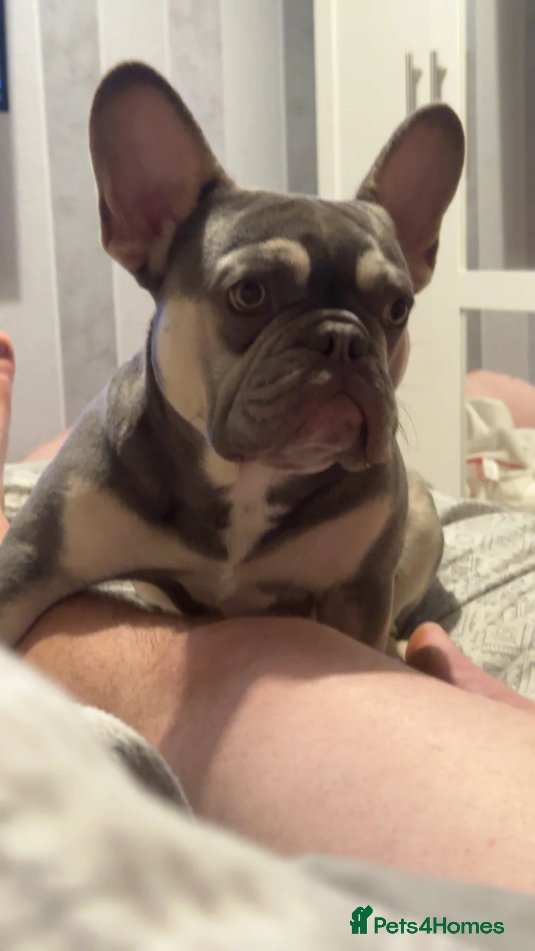 French Bulldog dogs for stud: Blue boy - Advert 3