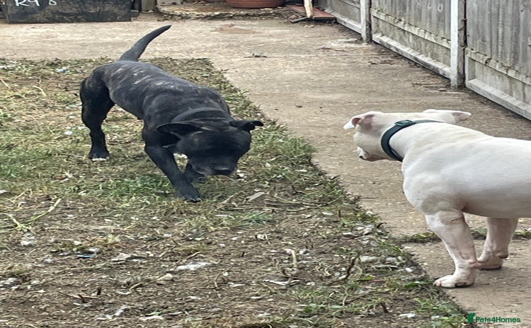 Mixed Breed dogs Staffordshire bull terrier cross - Advert 16
