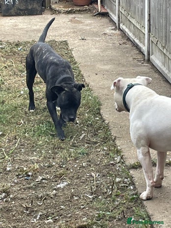 Mixed Breed dogs Staffordshire bull terrier cross - Advert 2