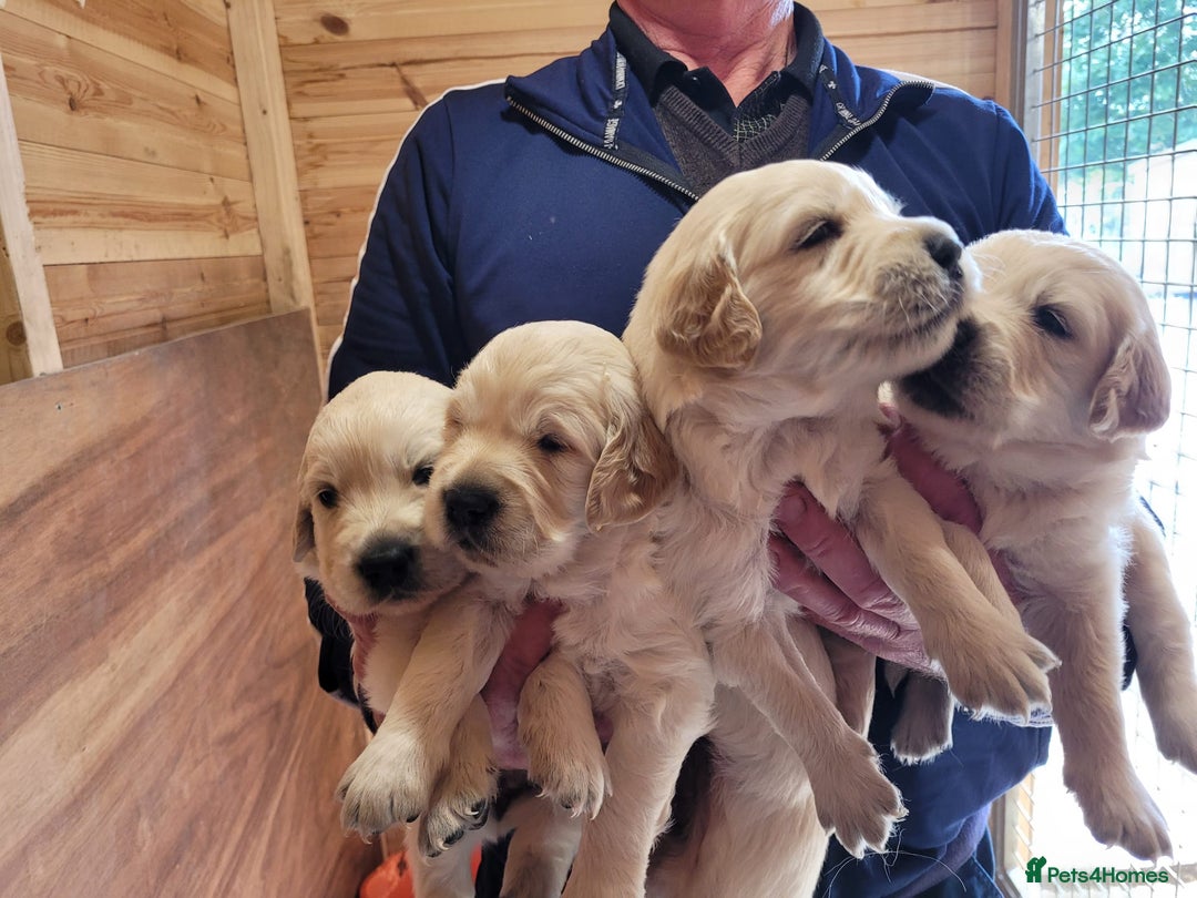 Golden Retriever dogs for sale: Golden retriever puppies  - Image 9