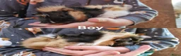 Guinea Pig rodents for sale: Male & Female baby guinea pigs - Born 4/6/26 in Carnforth - Advert 4