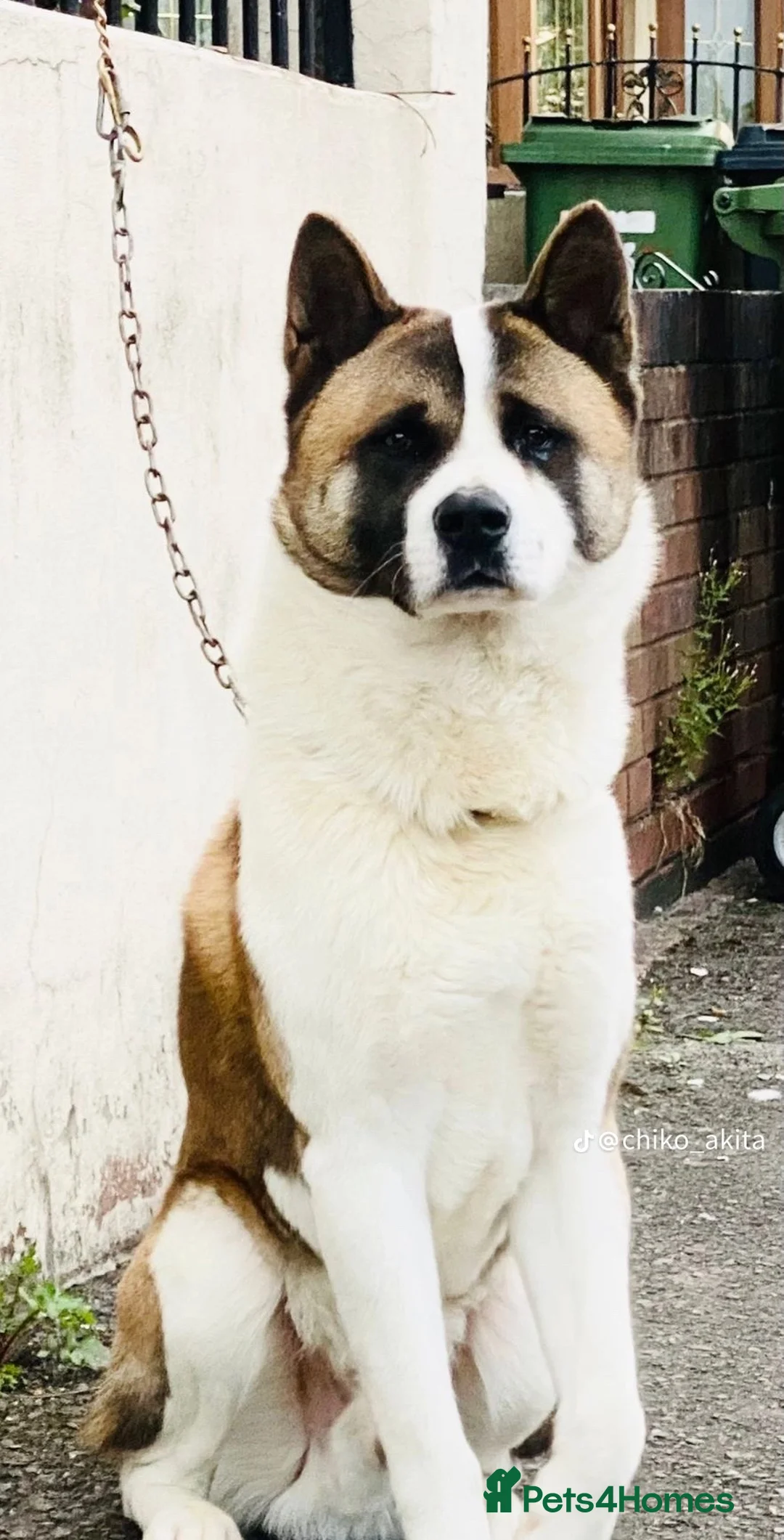 Akita dogs for sale: Akita - Advert 2