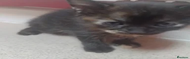 Bengal X Girl