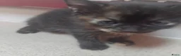 Bengal cats for sale: Beautiful Bengal X Kittens - Advert 7
